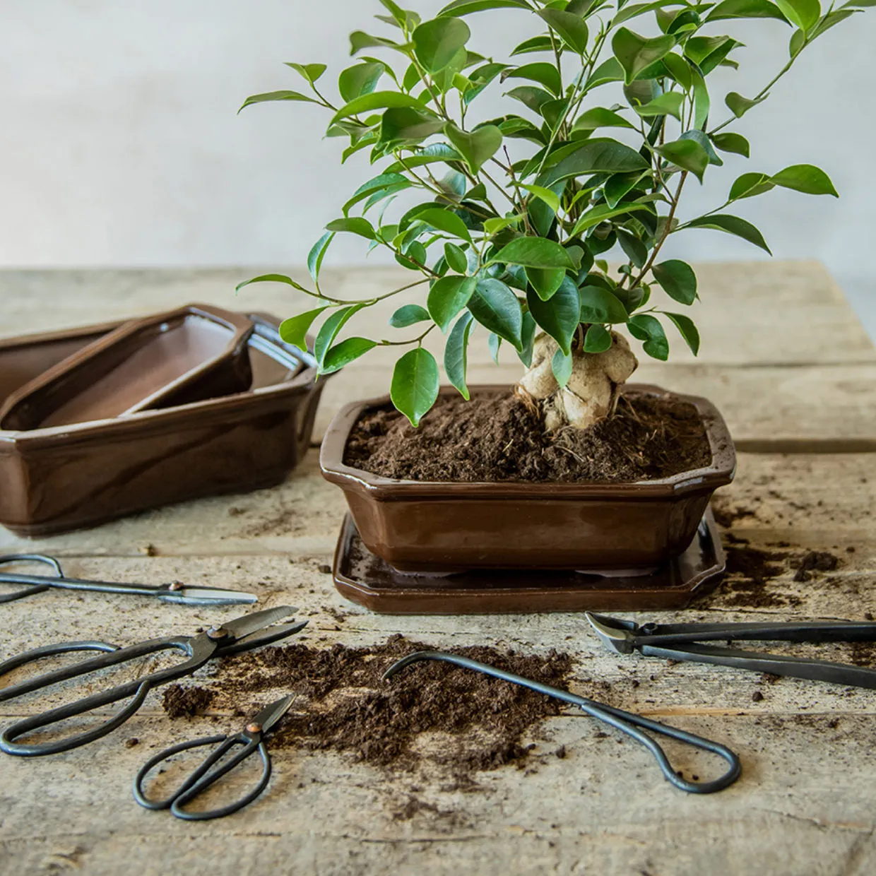 Bonsai Shears - Small