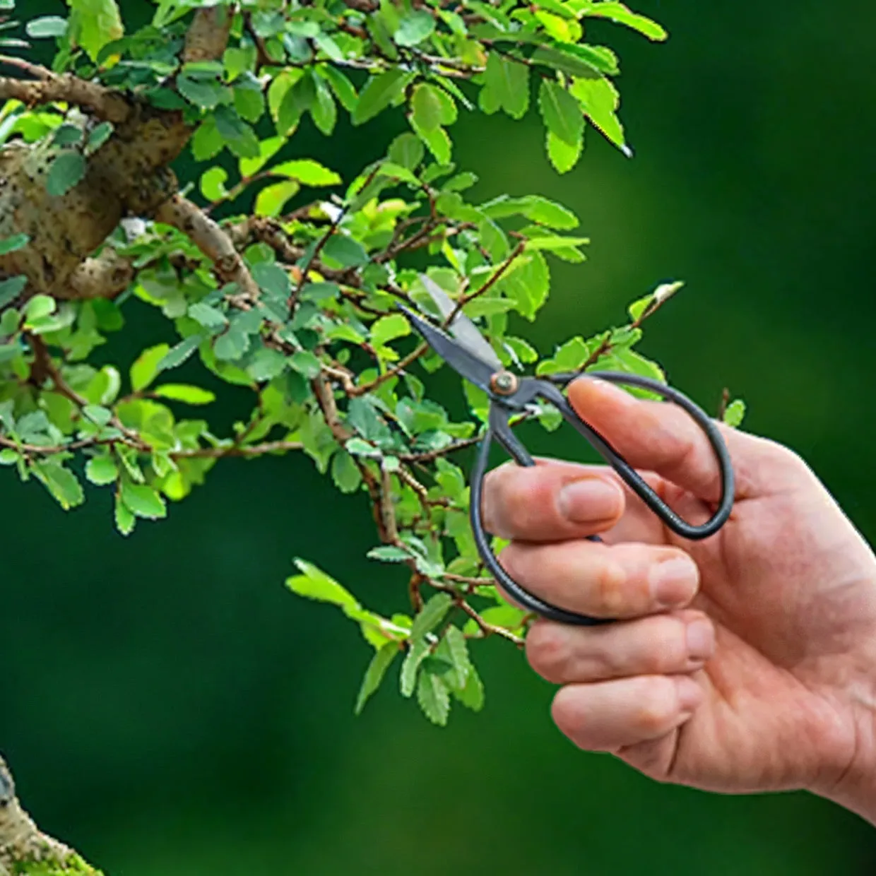 Bonsai Shears - Small